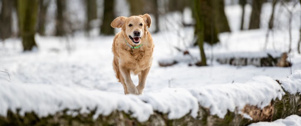 Huidige afbeelding: wintervacht hond verzorging