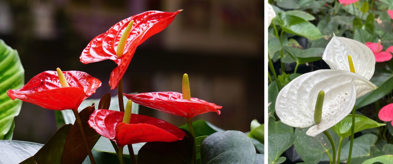 anthurium flamingoplant allergisch