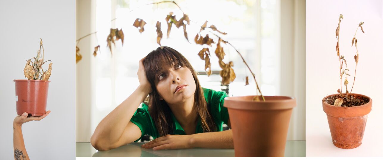dode kamerplanten