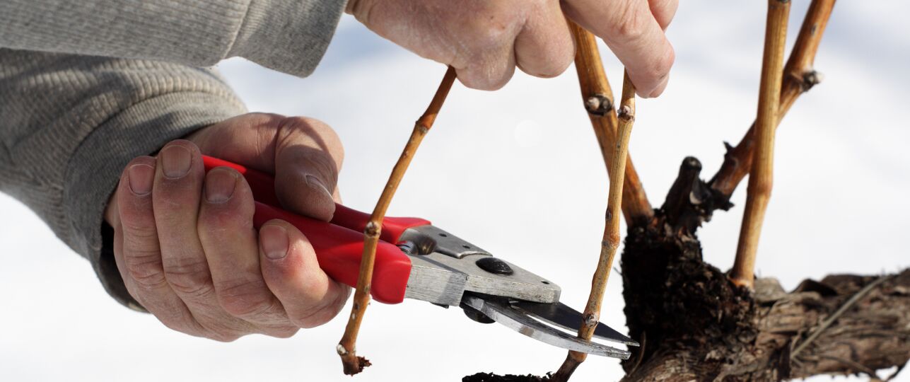 druiven snoeien