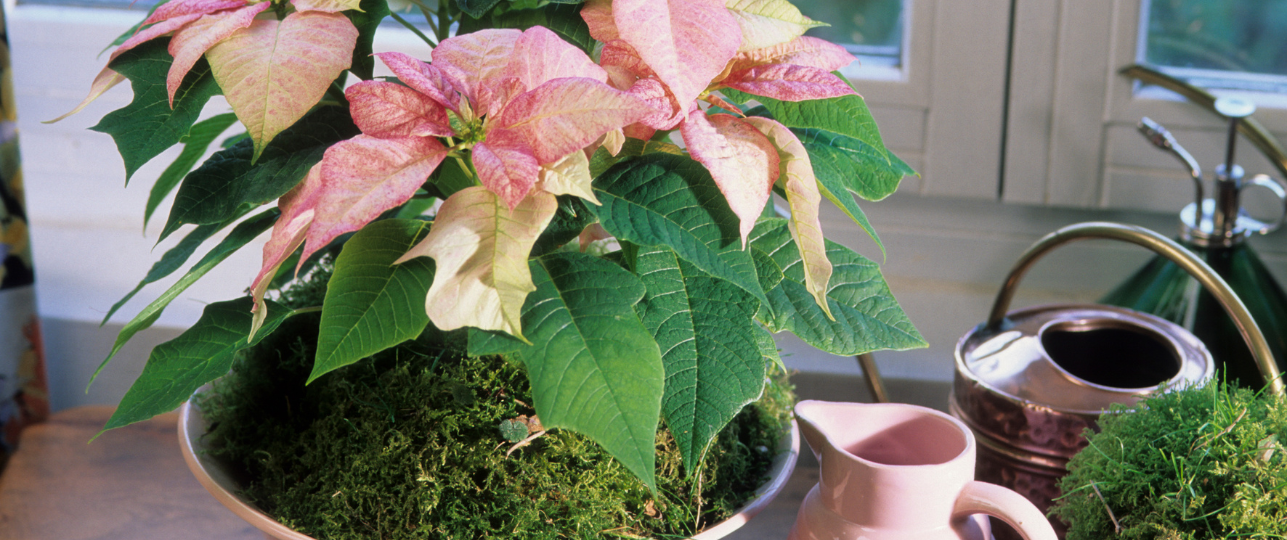 kerstplanten langer mee gaan na de kerstdagen tot in nieuwe jaar