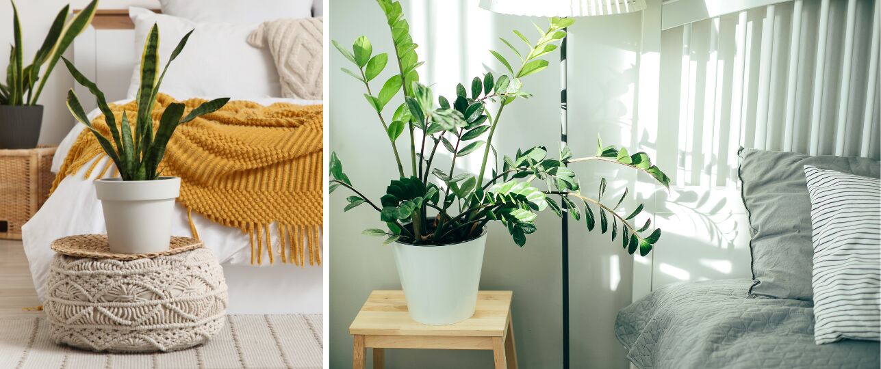 kamerplanten in de slaapkamer