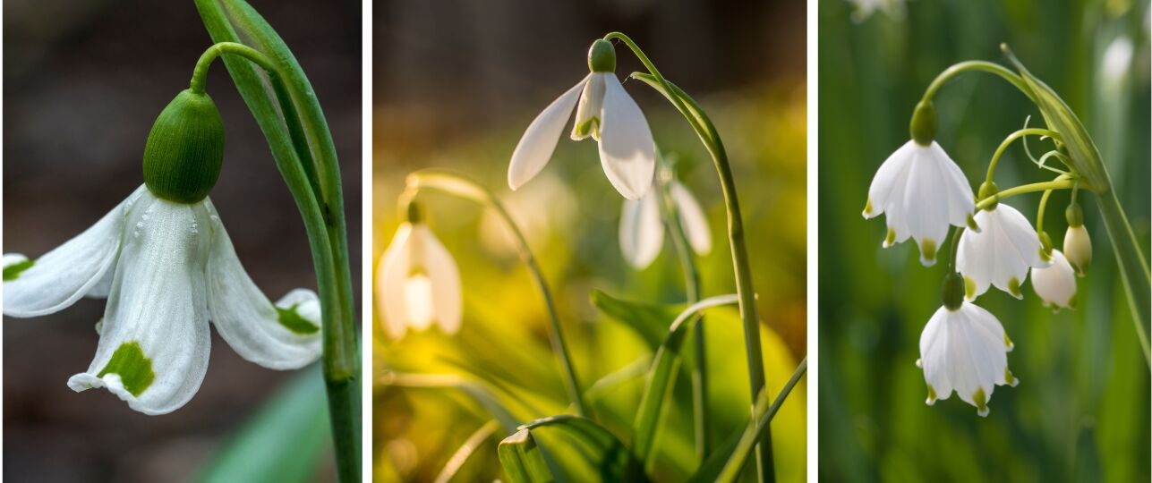 Sneeuwklokjes hortus