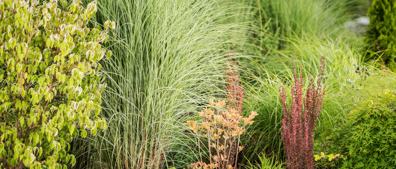 Planten na hevige regenval, waterbestendige tuin