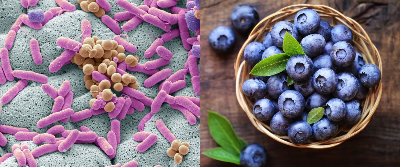 Blauwe bessen listeria bacterie