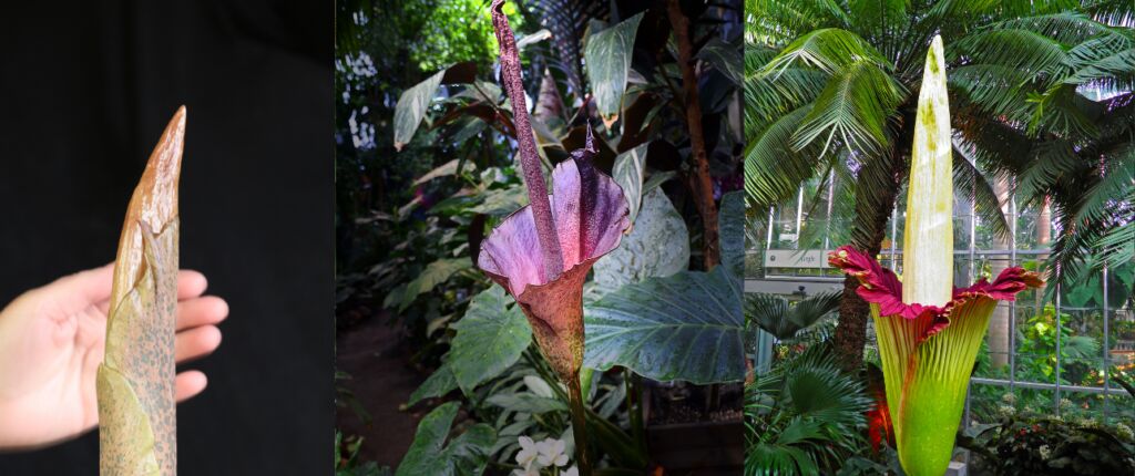 Huidige afbeelding: Penisplant