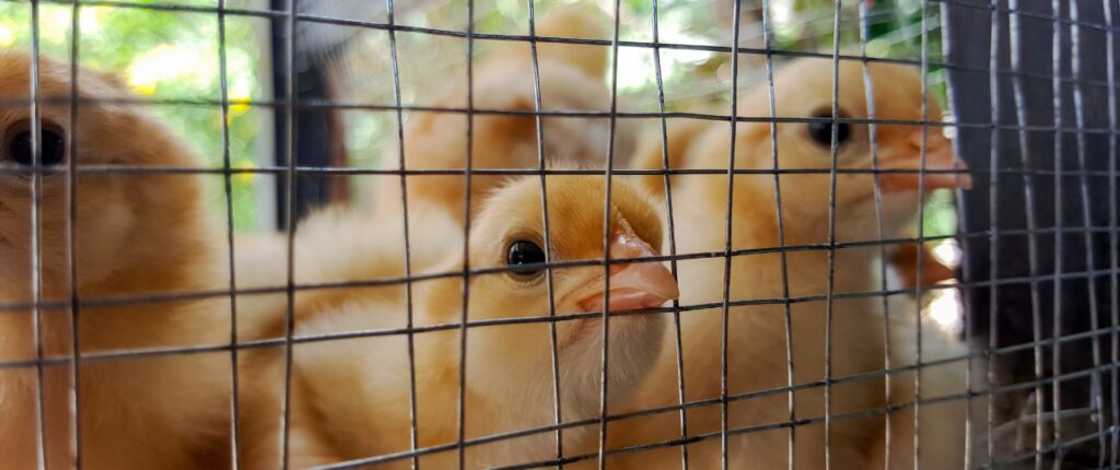Huidige afbeelding: gevaccineerde kuikens, eieren van gevaccineerde kippen