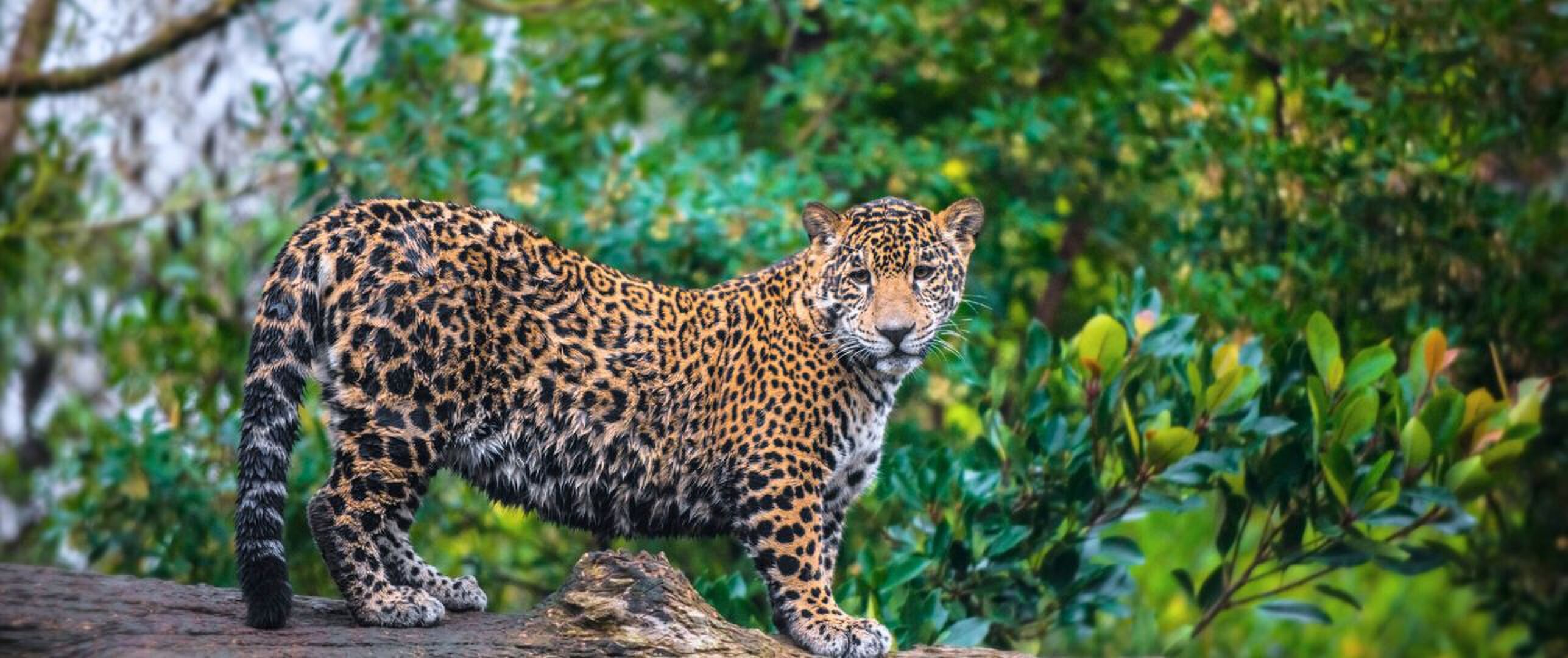 aanhoudende gebruik van bedreigde diersoorten in traditionele medicijnen