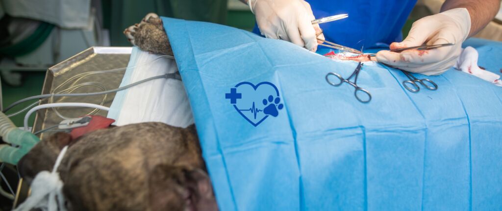 Huidige afbeelding: Spoeddiensten dierenartsen kostenstijging