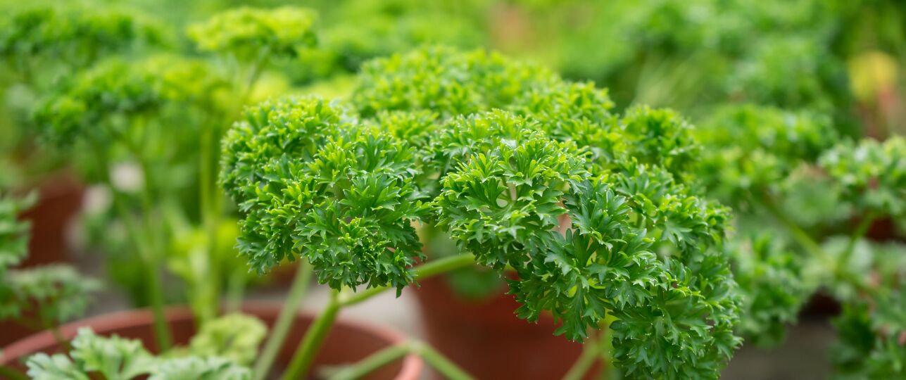 Peterselie