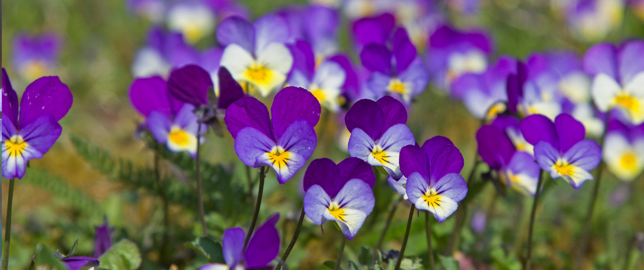 Viooltjes