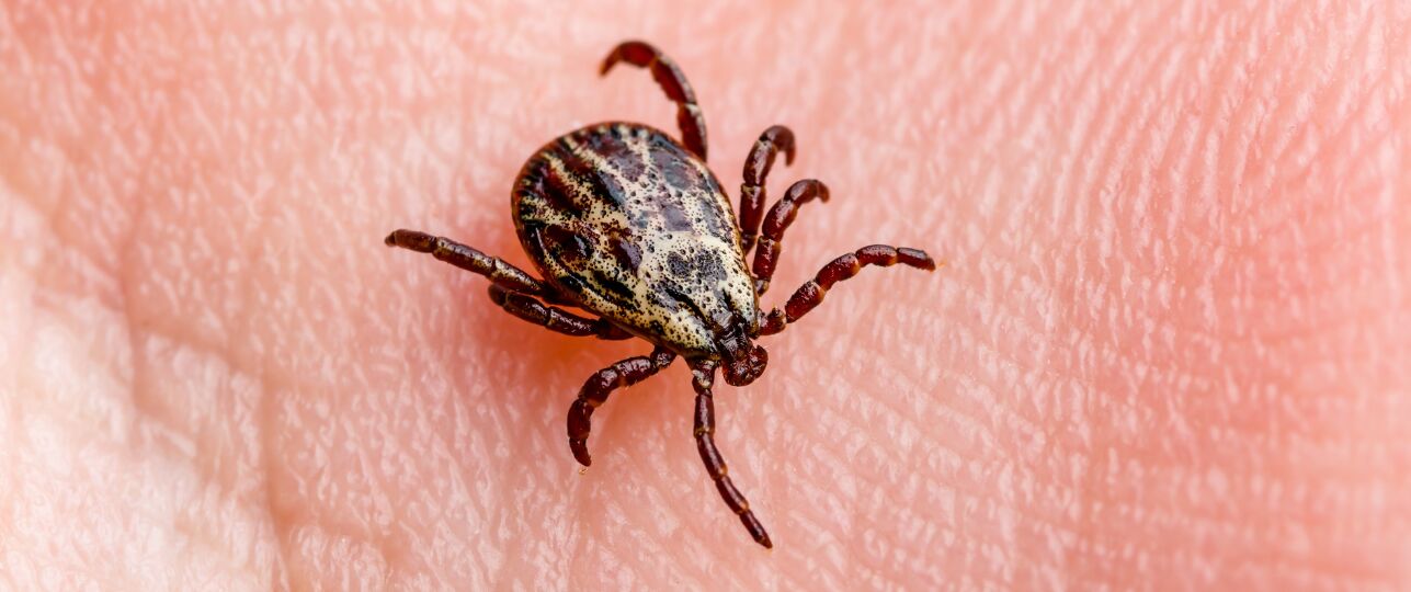 Teek teken week van de teek