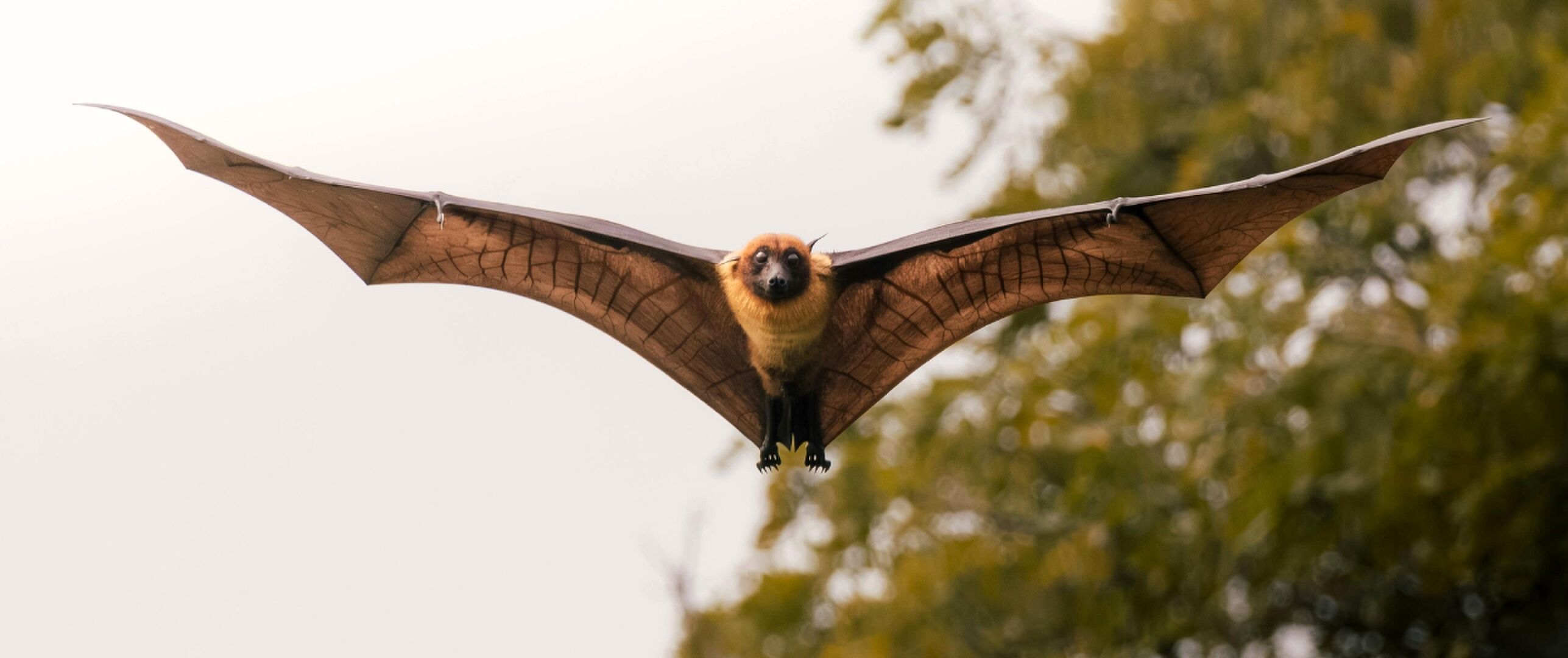 Bescherming vleermuizen
