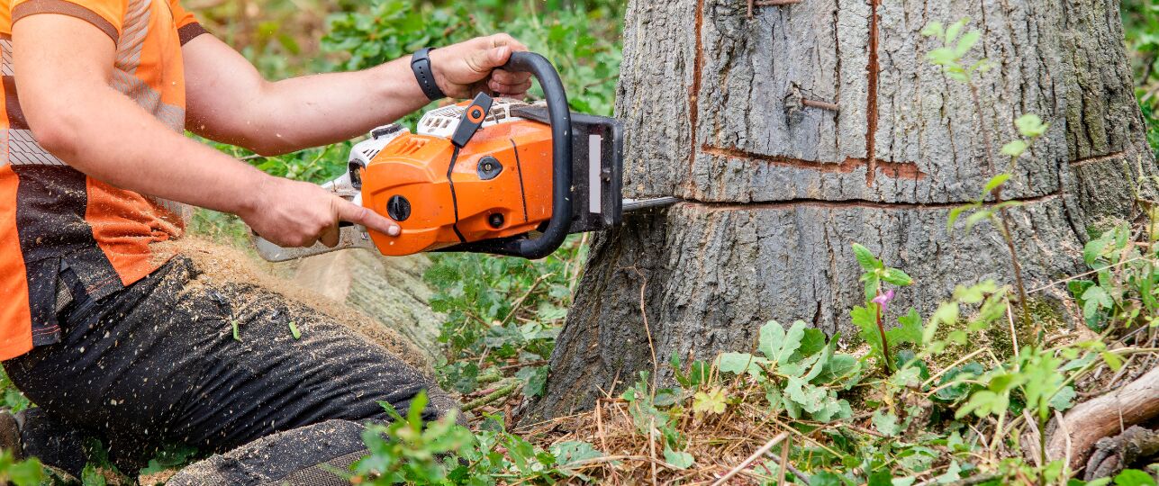 Grote boom kappen in eigen tuin