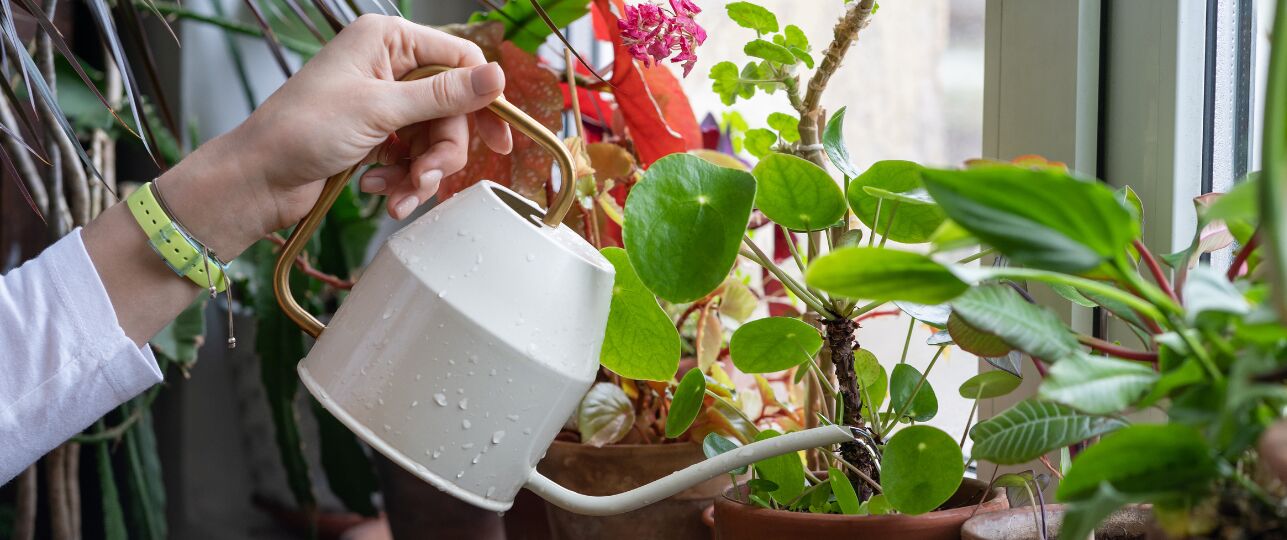 Kamerplanten extra watergeven warme dagen