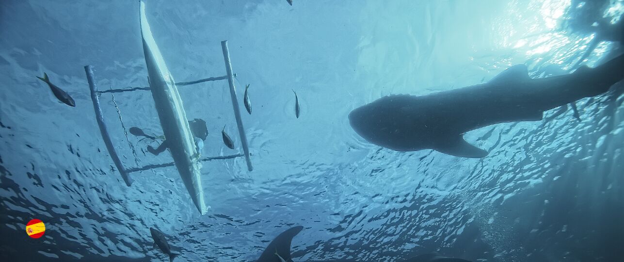 Reuzenhaai gespot in Marbella