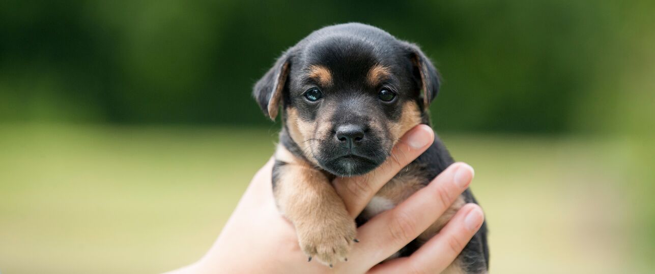 Koningin Camilla adopteert hond.