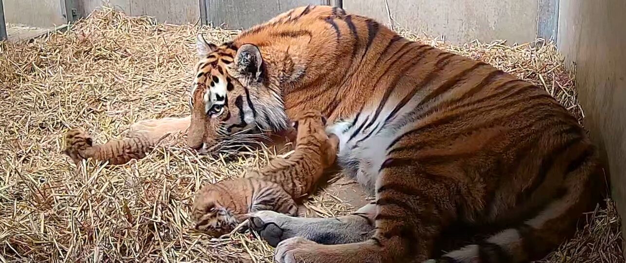 De pasgeboren tijgerwelpjes bij hun moeder.
