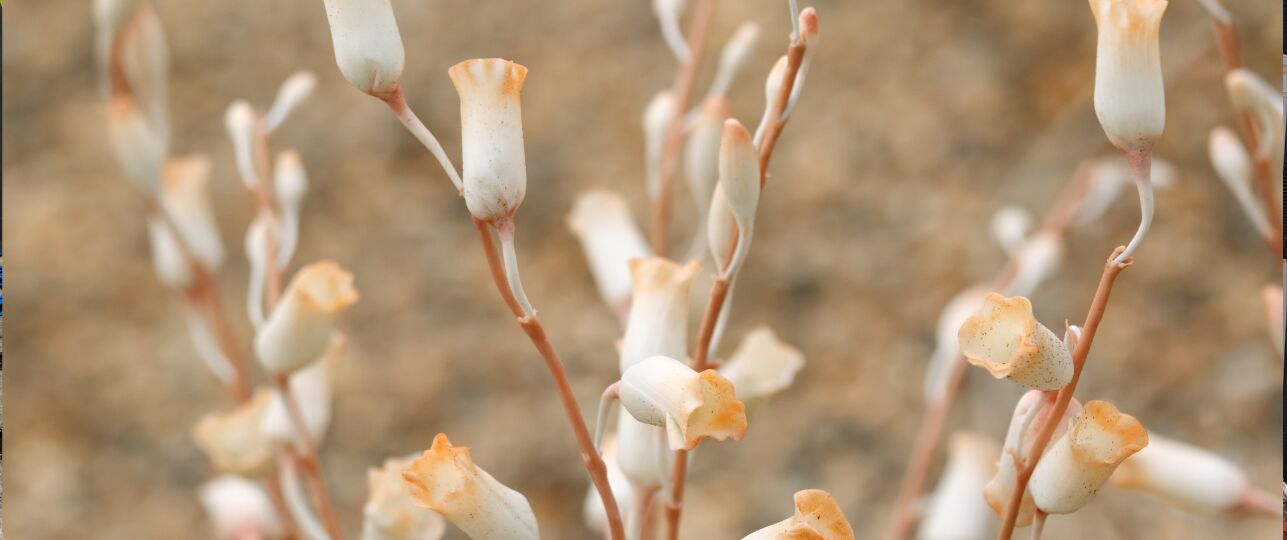 Gastrodia kuroshimensis, de orchidee, die nooit bloeit.