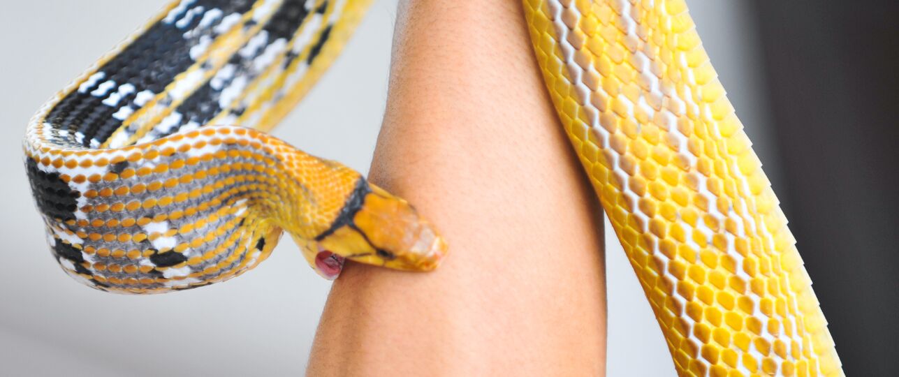 Tim-Friede-slangengif