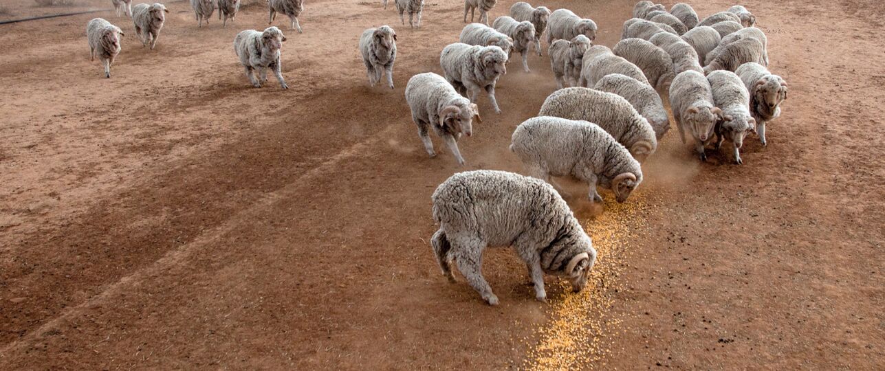 droogte en grondwater op het platteland