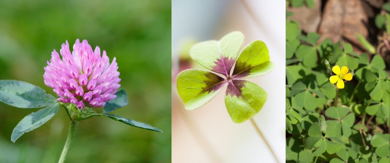 klaver soorten in Nederland geluksklaver
