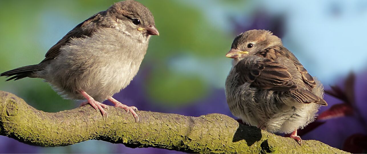 mussen-mussenmagnaten