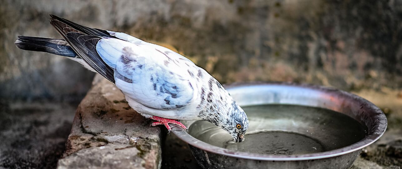 water voor stadvogels