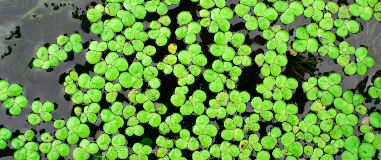 Eendenkroos, waterlinzen