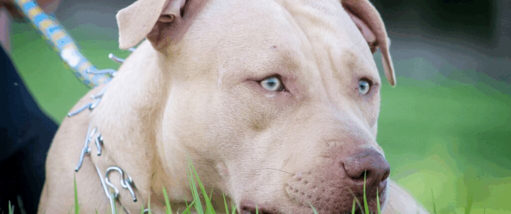 Huidige afbeelding: Undercover in Nederland dierenmishandeling honden trainers