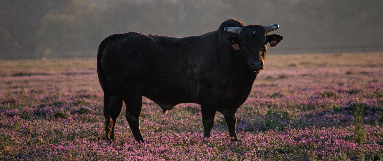 Man overleden op boerderij in Noord Holland door aanval stier