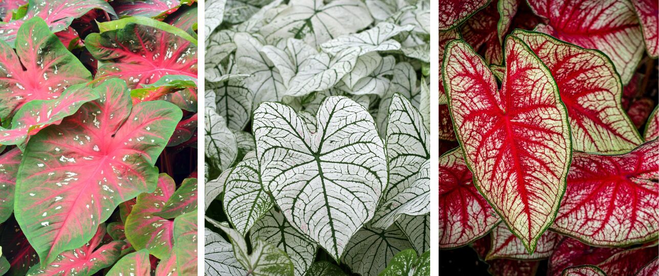 Caladium