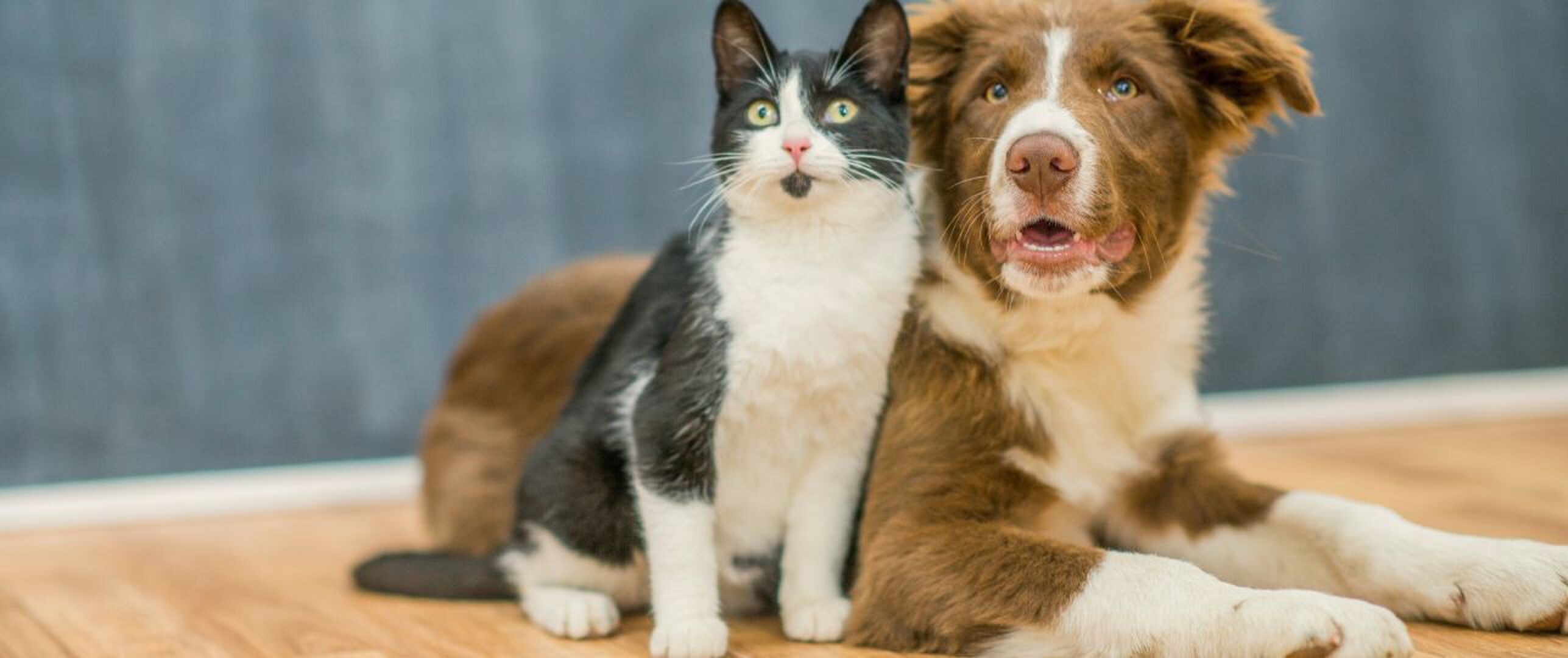 Pas op met berkensuiker honden en katten