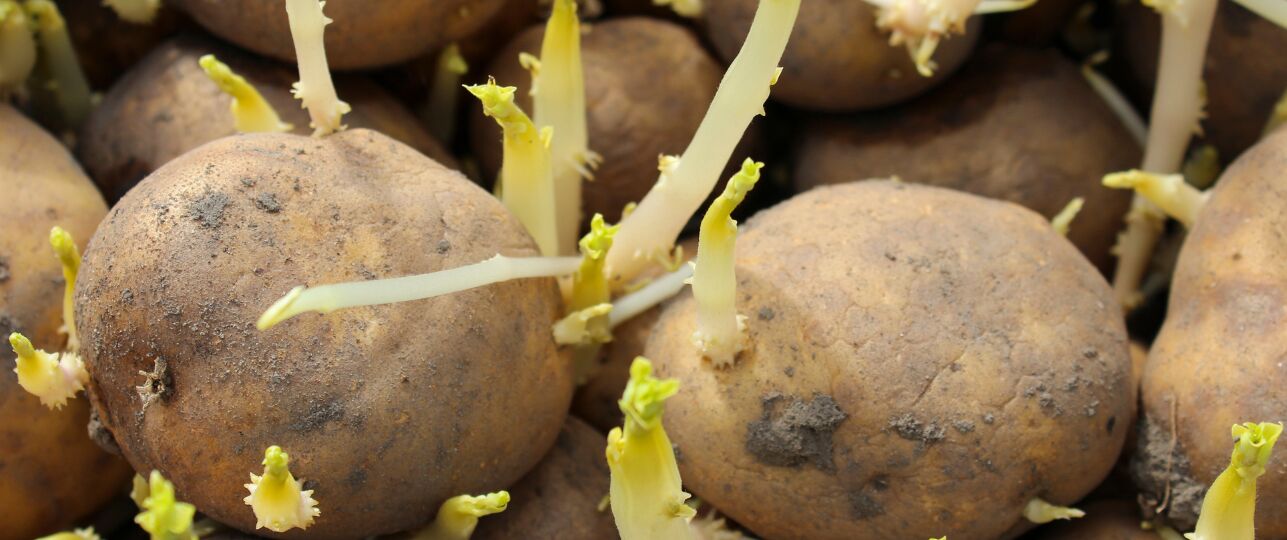 Spruitende aardappels