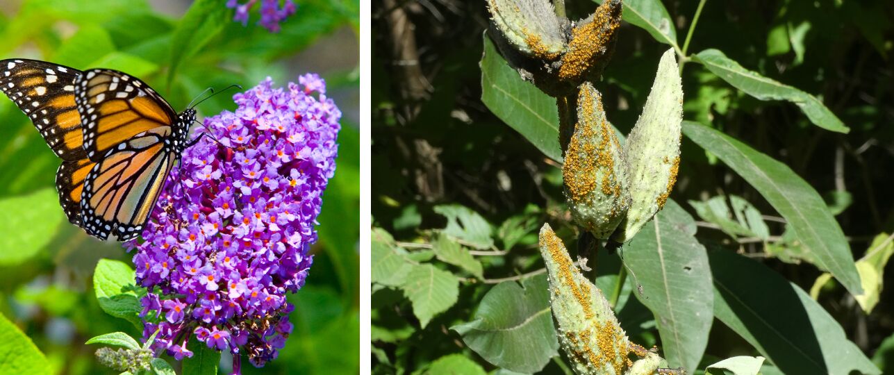 Vlinderstruik luizen