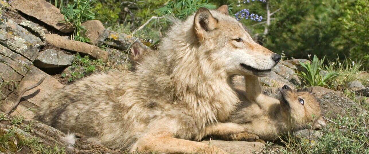 Wolven op veluwe met welpen inteelt