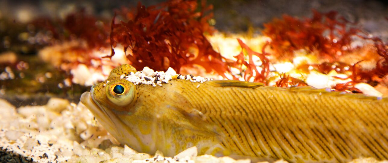 giftige vissen pieterman pietermannen