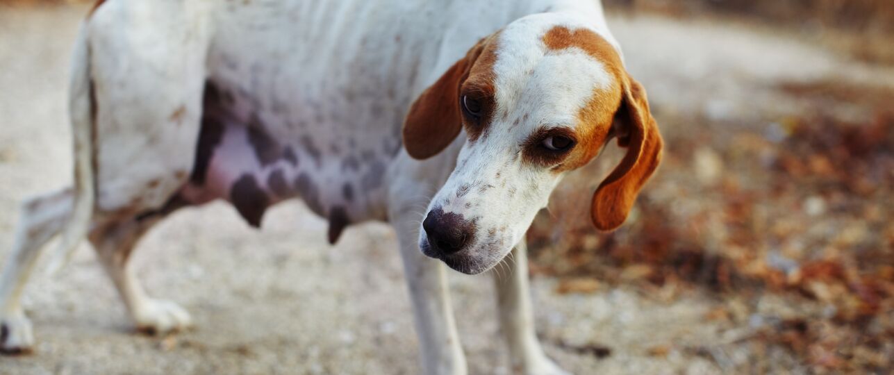 meldingen verwaarloosde huisdieren