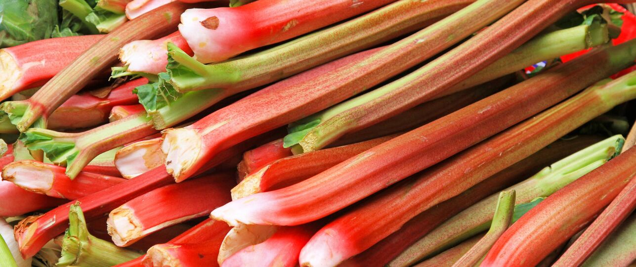rabarber