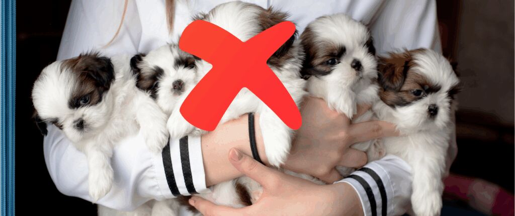 broodfokker broodfokkers