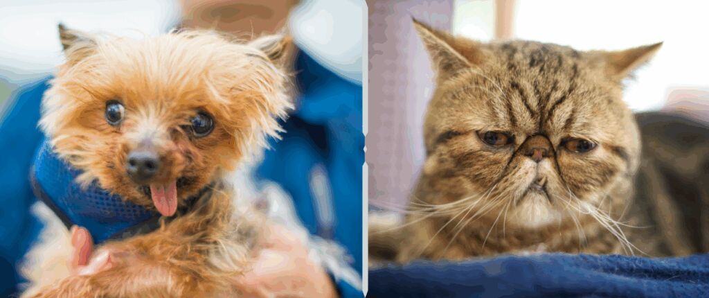 Huidige afbeelding: verbod op lelijke huisdieren