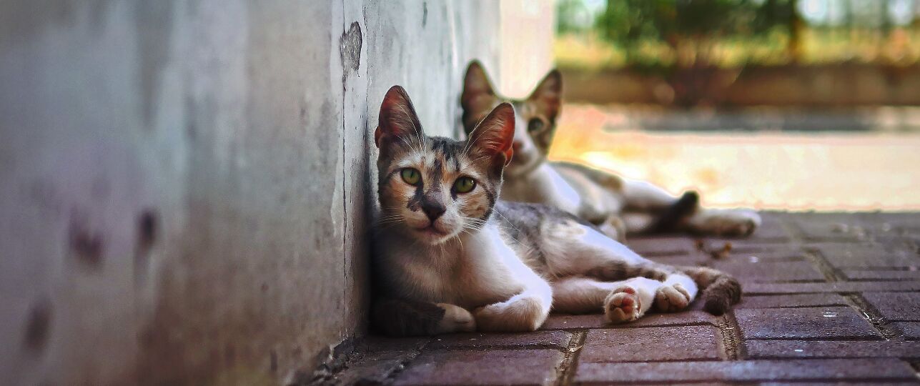 Huisdieren uit het buitenland