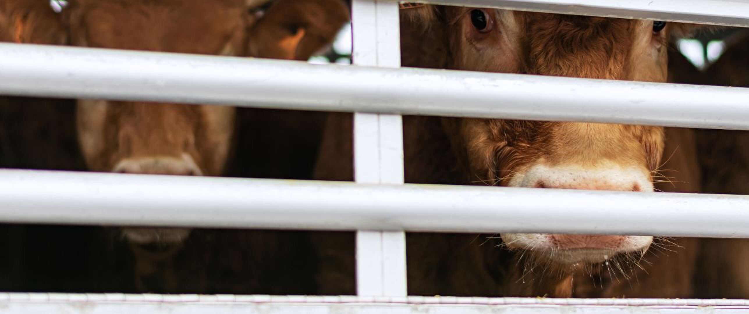 Verbod op lange dierentransporten