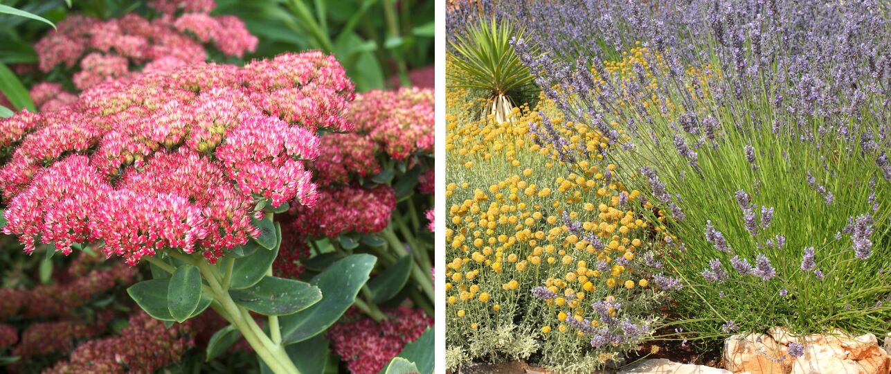 droogtebestendige planten