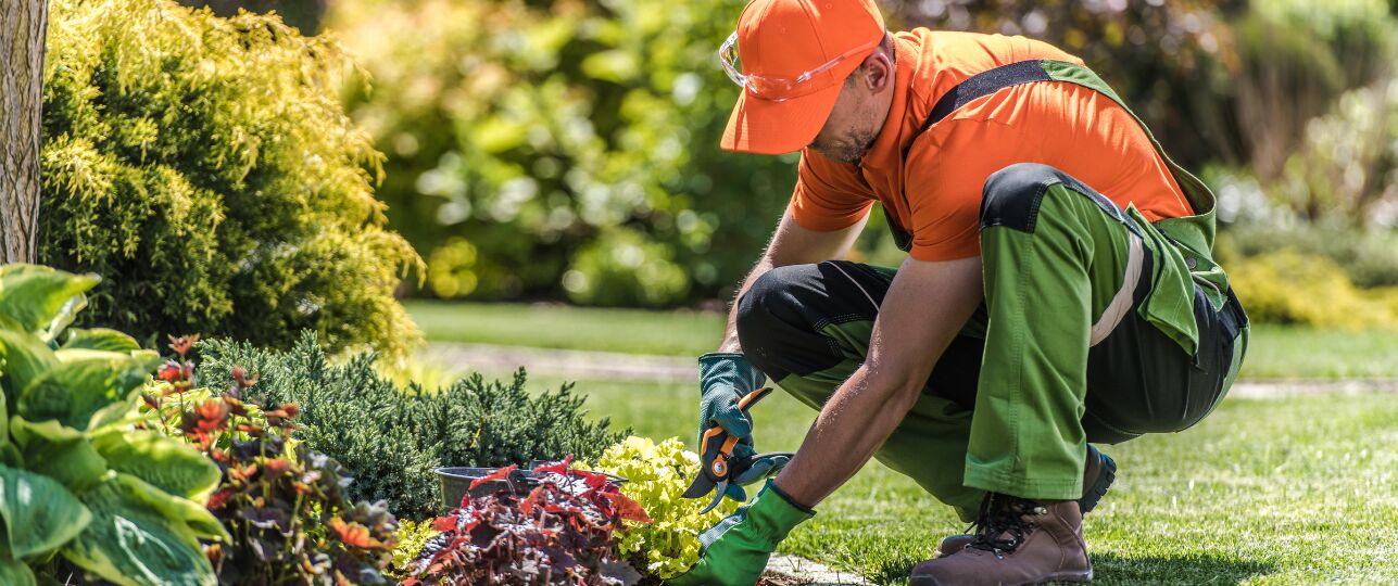 maatschappelijke dienstplicht asielzoekers