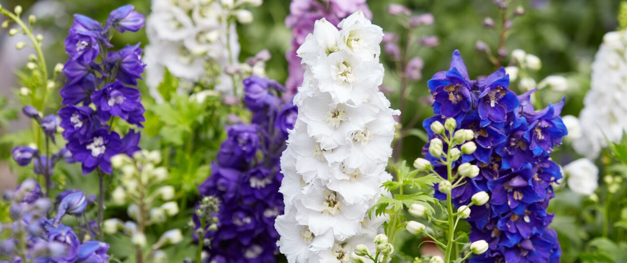 ridderspoor snoeien voor extra bloei