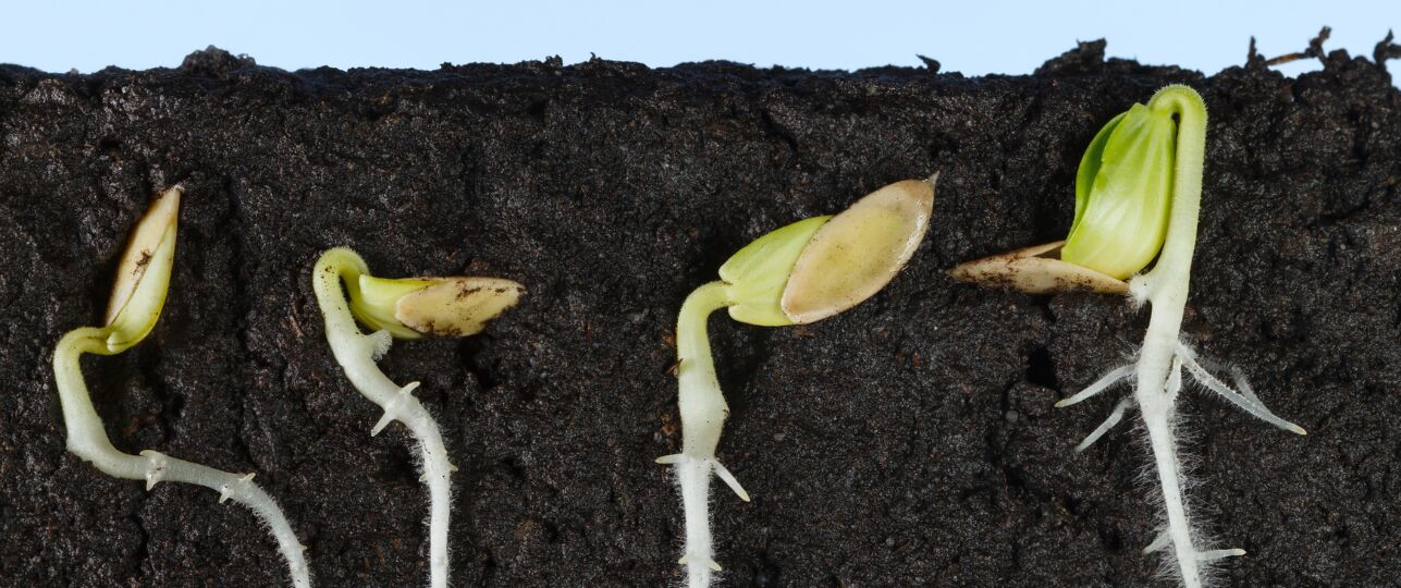 zaden komen niet uit de grond