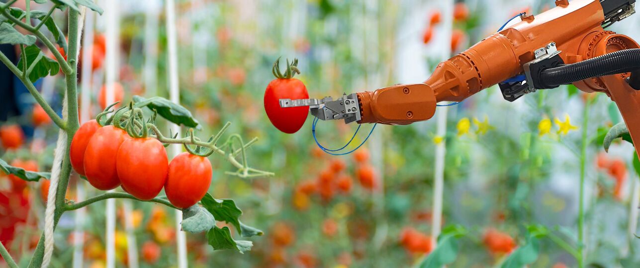 AI tomaten glastuinbouw