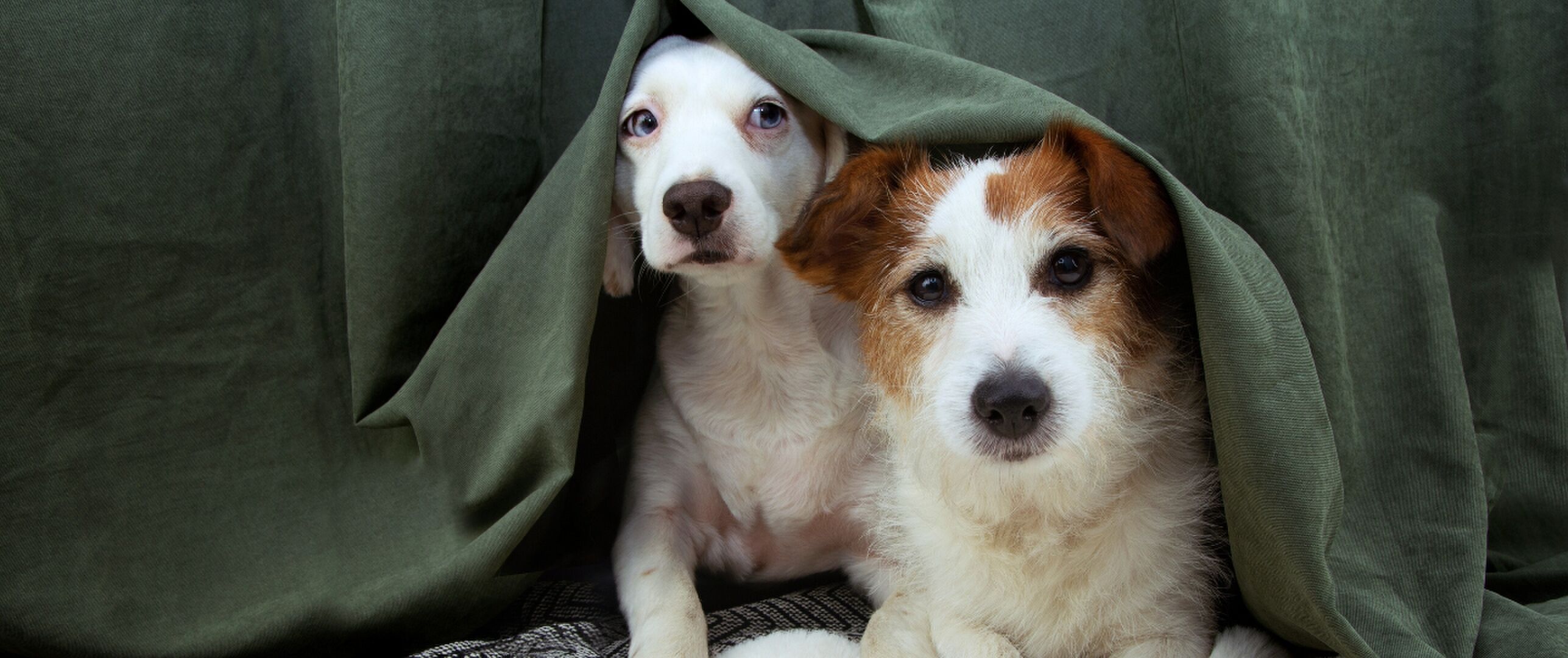 Dierenartsen-waarschuwen-Virale-water-challenge