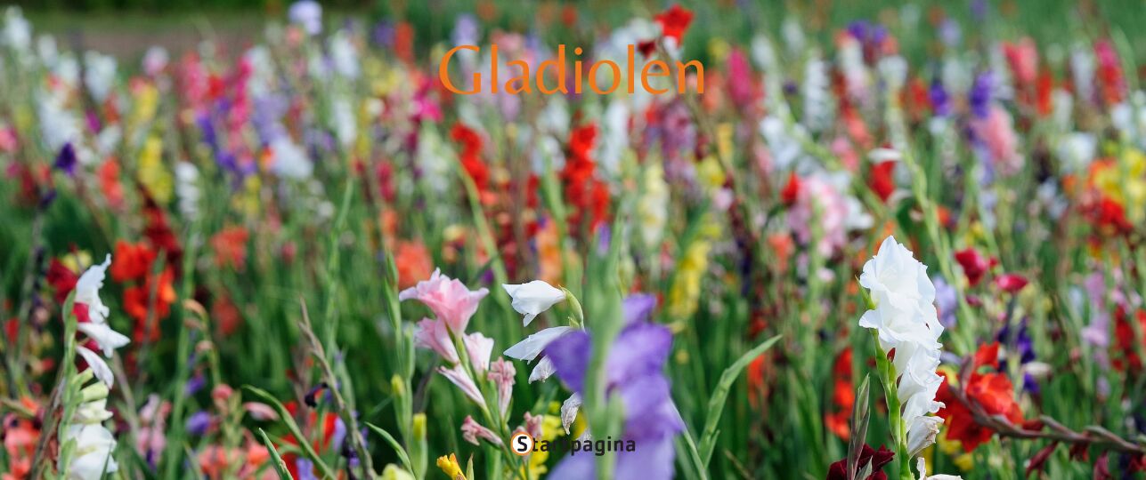 Gladiolen in huis? Zo style je ze en houd je ze extra lang vers